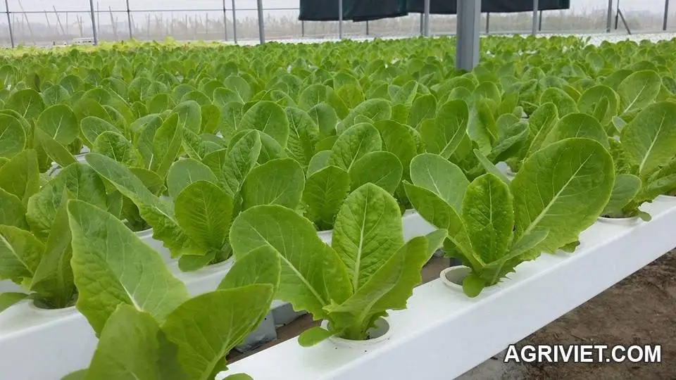 Rau Thủy Canh - Xin Giúp Về Giống