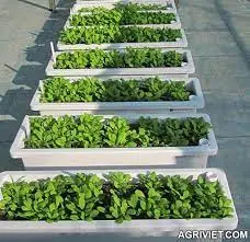TRỒNG RAU XANH TRONG ĐIỀU KIỆN NHÀ PHỐ
