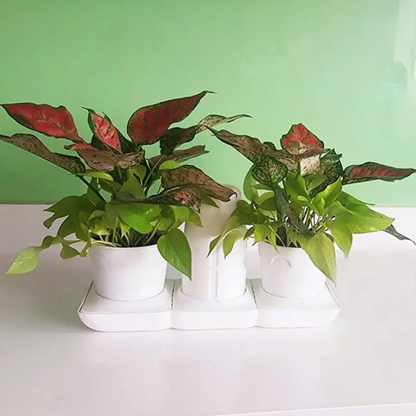 Dịch vụ cho thuê cây cảnh văn phòng tại TP.HCM