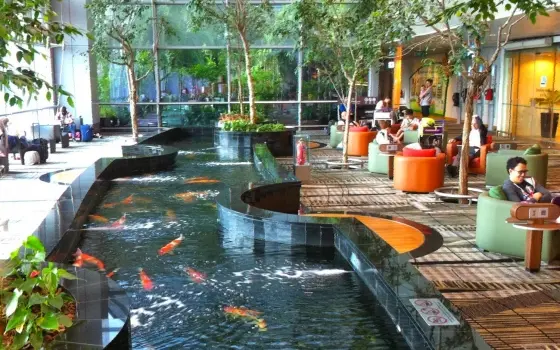 Dịch vụ thiết kế hồ Cá Koi phù hợp phong thủy