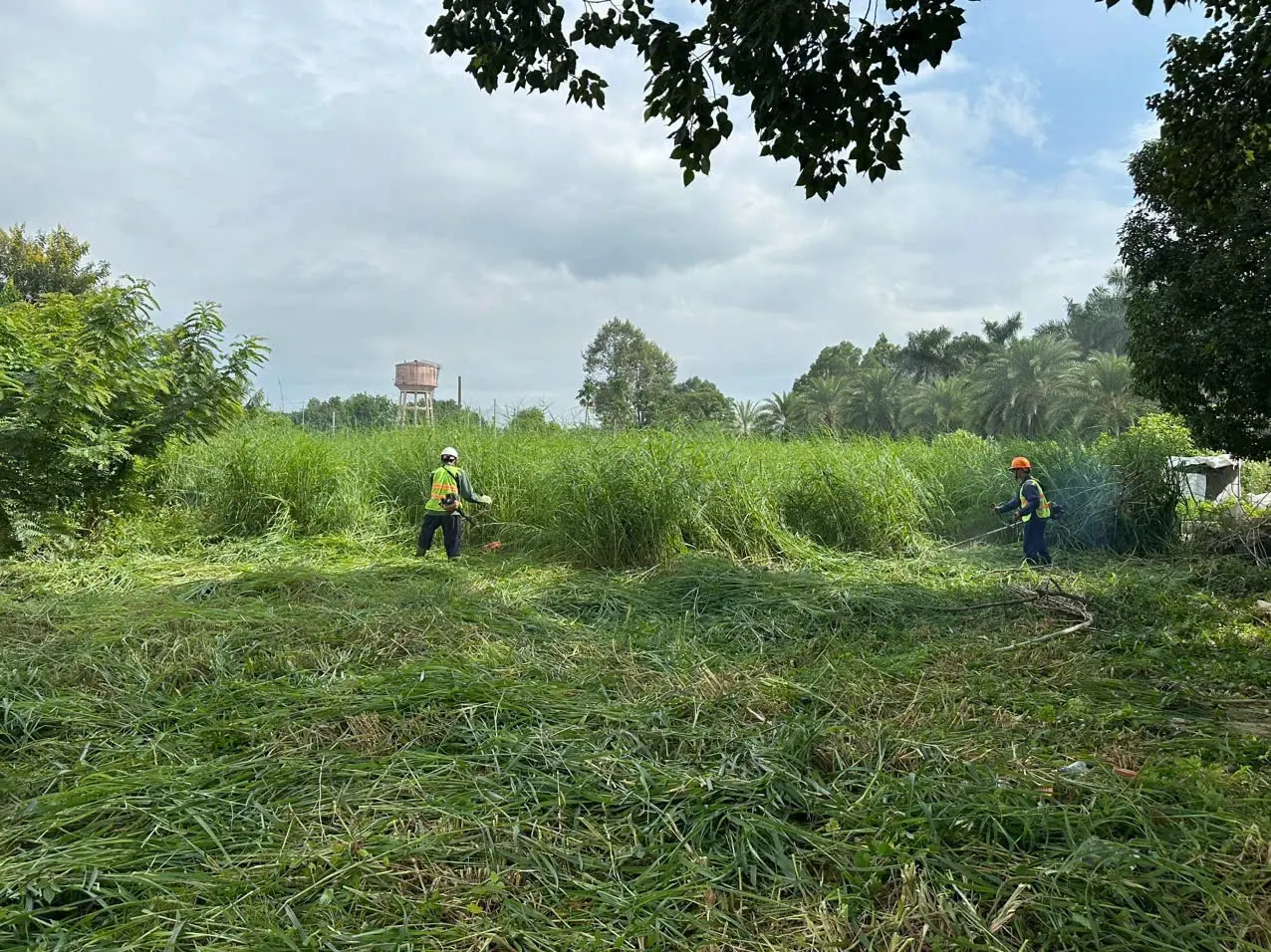 Dịch vụ phát quang, cắt cỏ, dọn dẹp mặt bằng tại TPHCM