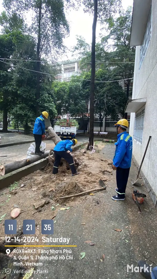 Nhận chặt cây, chặt cành, cắt tỉa đốn mé cây xanh cho Trường học