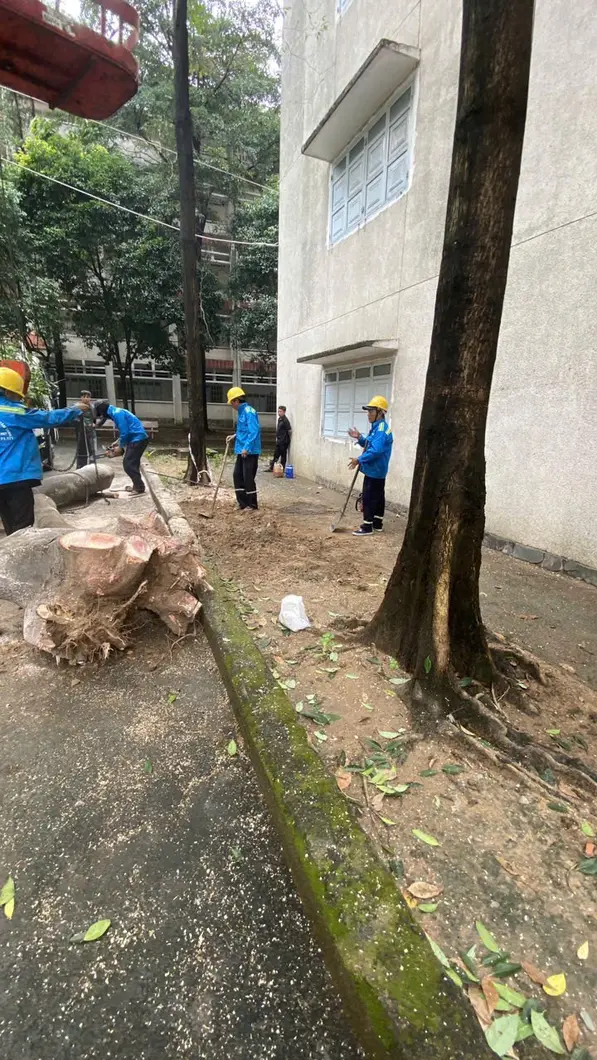 Dịch Vụ Chặt Đốn Hạ Cây Xanh tại Biên Hòa