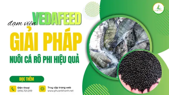 Giải pháp nuôi cá rô phi