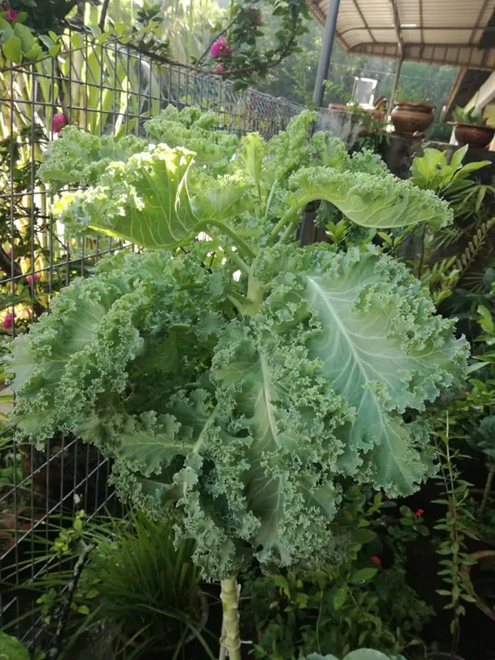 Hạt giống cải xoăn kale Hạt giống cải xoăn kale