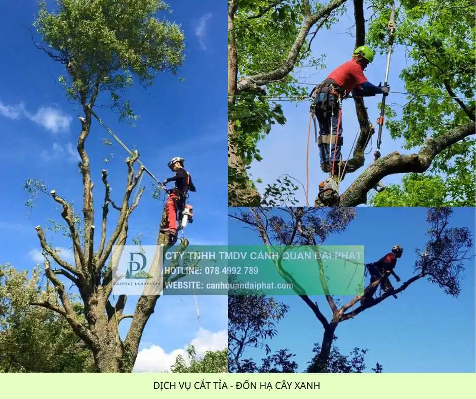 2. Dịch vụ cắt tỉa đốn hạ cây xanh 4.webp