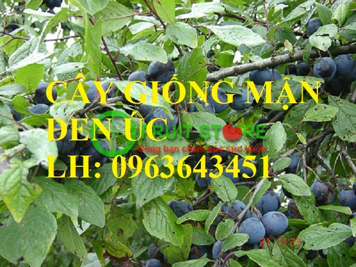 2 mận châu Âu (prunus domestica) copy.webp