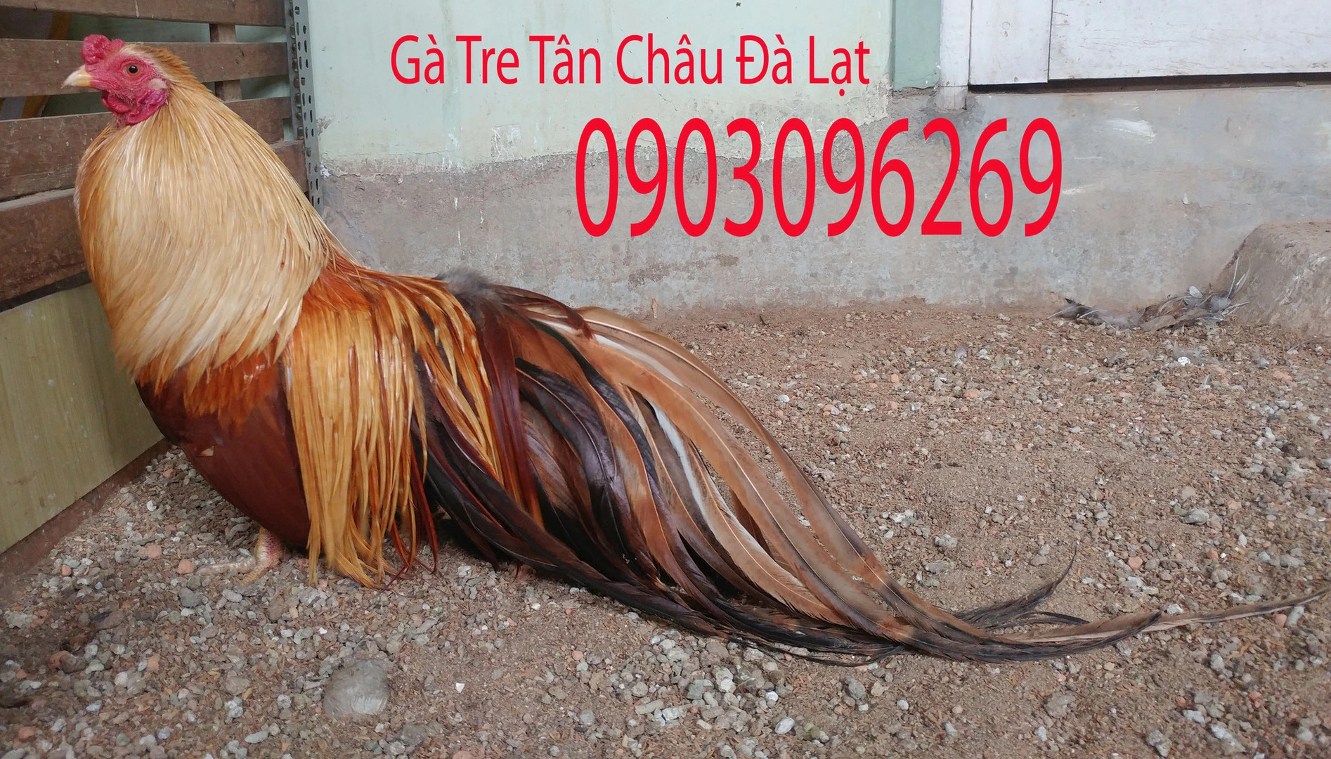 gà cảnh cho năm 2019