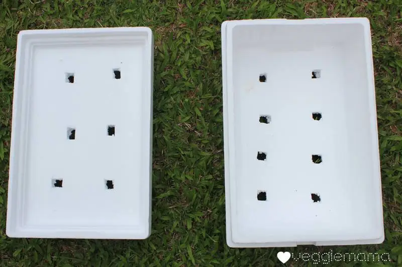 Cách trồng rau sạch bằng polystyrene