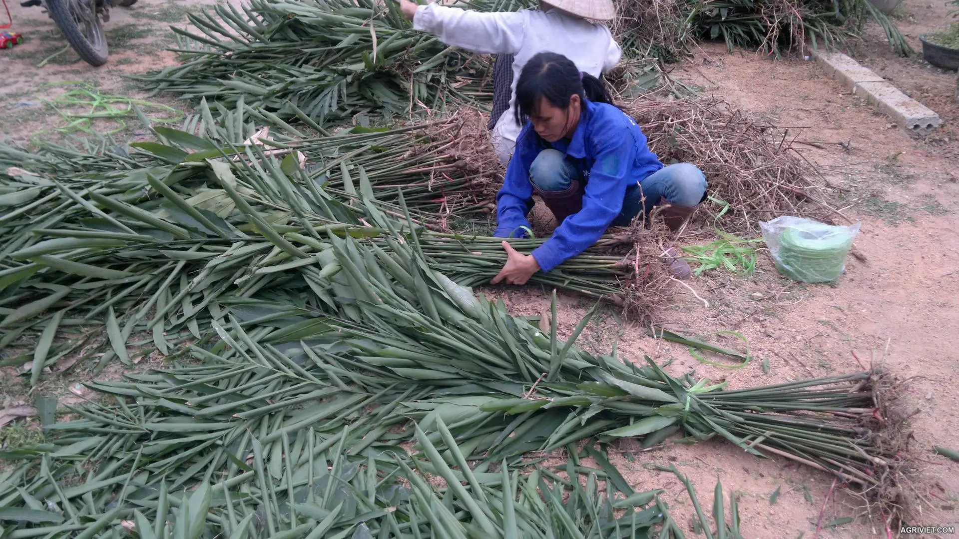 Kỹ thuật trồng cây Sa Nhân Tím