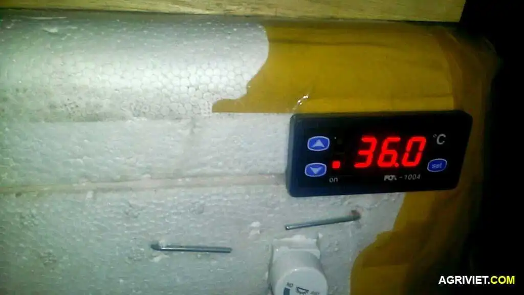 máy ấp trứng tự chế