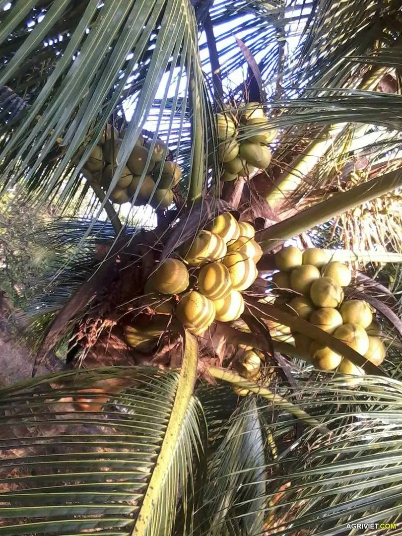 dừa thế này có gọi là sai không các bác?