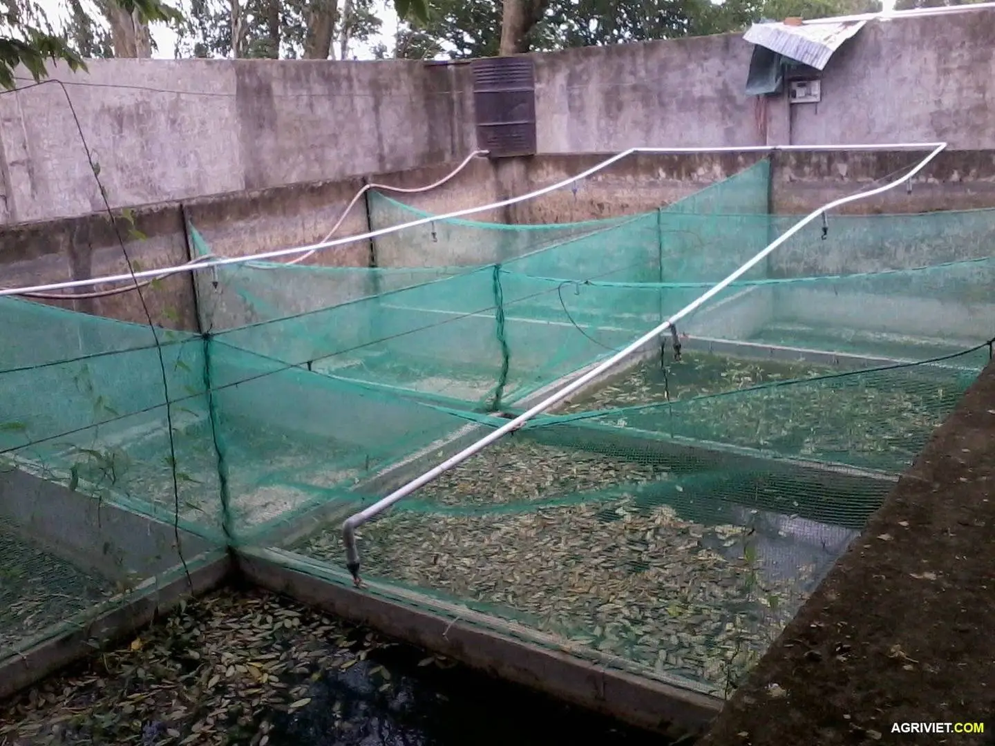 Có ai nghỉ đến nuôi hến chưa