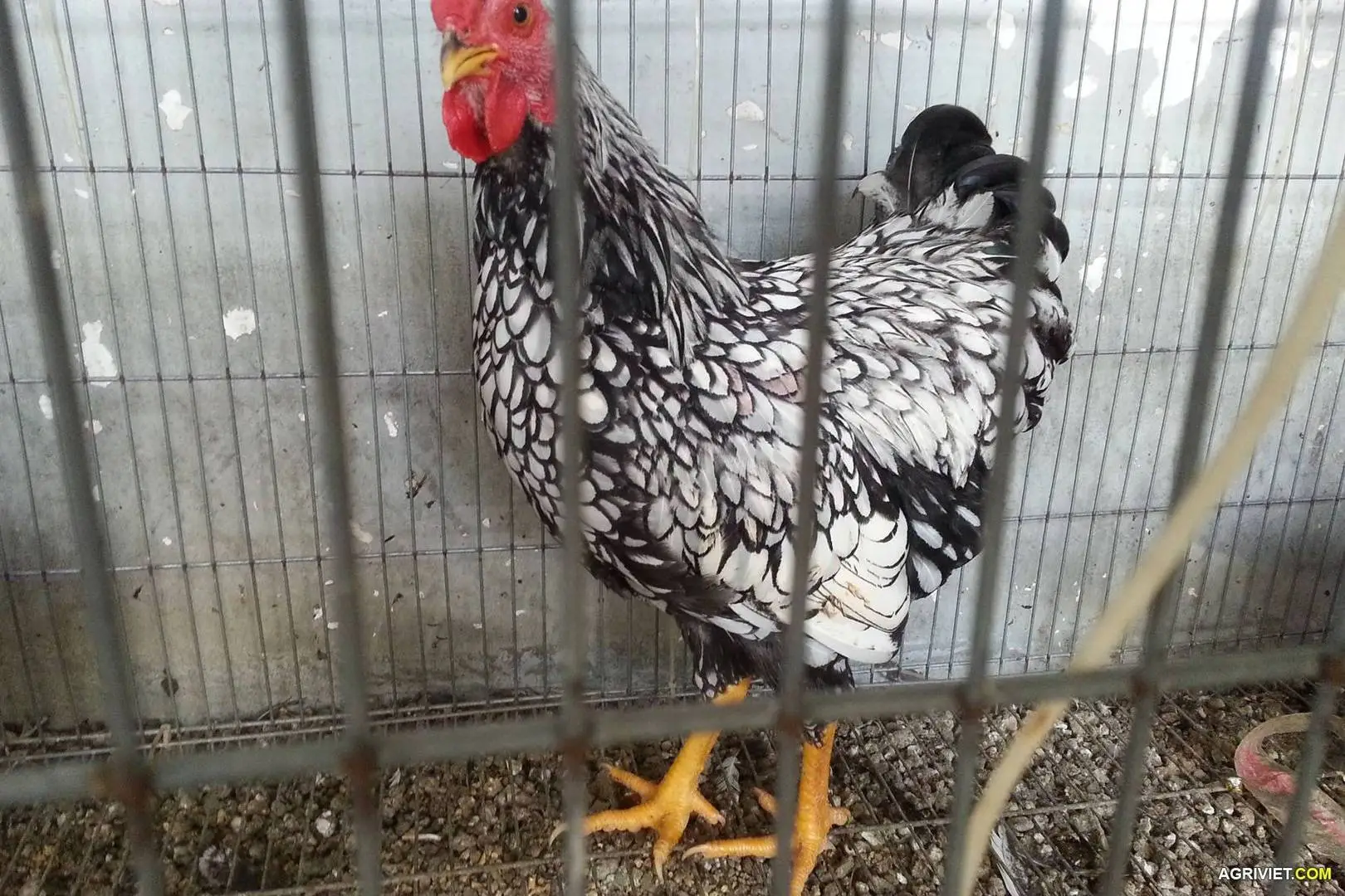 Hôm trước có mua vài em gà anh em cho ý kiến..