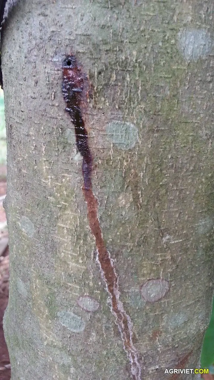 CÂY SƯA 5 TUỔI ĐÃ CÓ LÕI