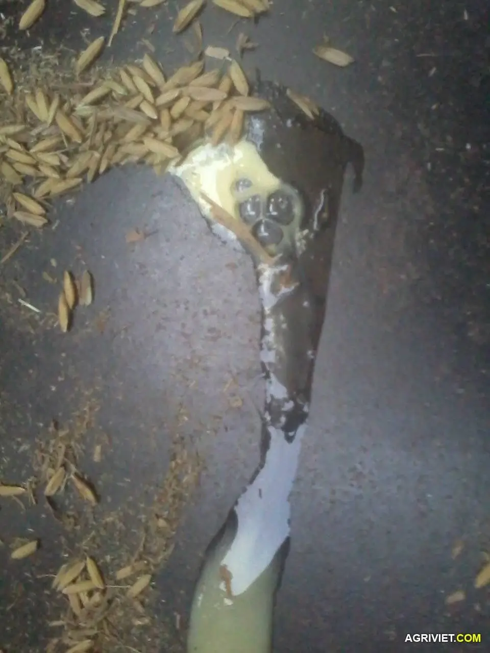 Hỏi các cao thủ gà bị vậy phải dịch tả hay cúm h5n1 vậy