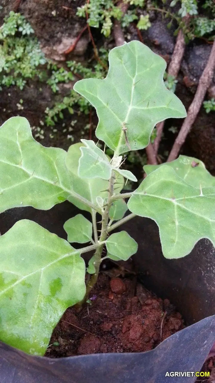 phải cà gai leo không ACE