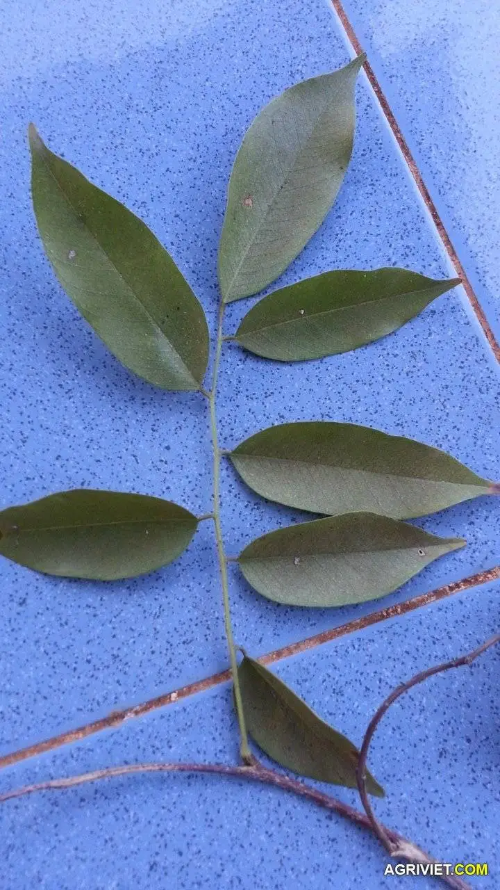 CÓ PHẢI GIÁNG HƯƠNG TRÁI TO KHÔNG ACE