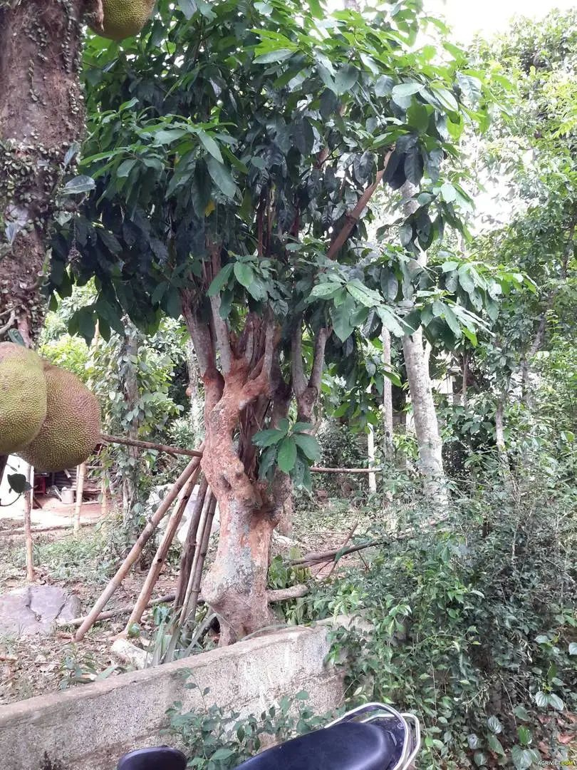 Đây có phải cây lười ươi không mọi người?