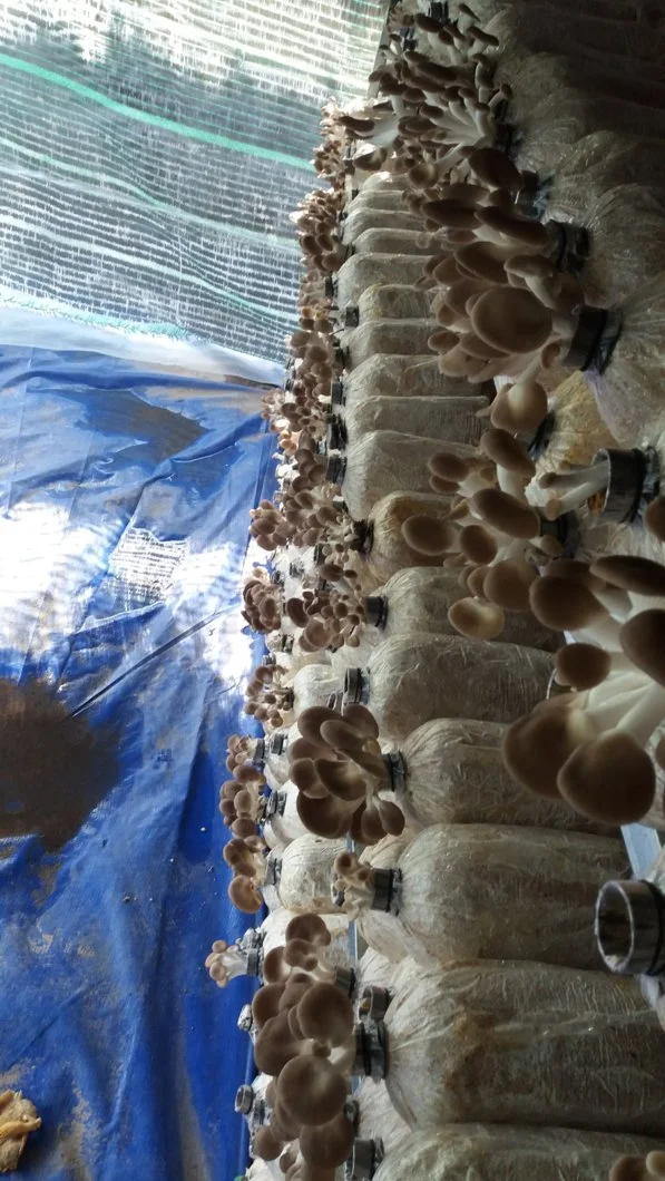 Cần tìm người hợp tác mở trại trồng nấm ở huyện củ chi.