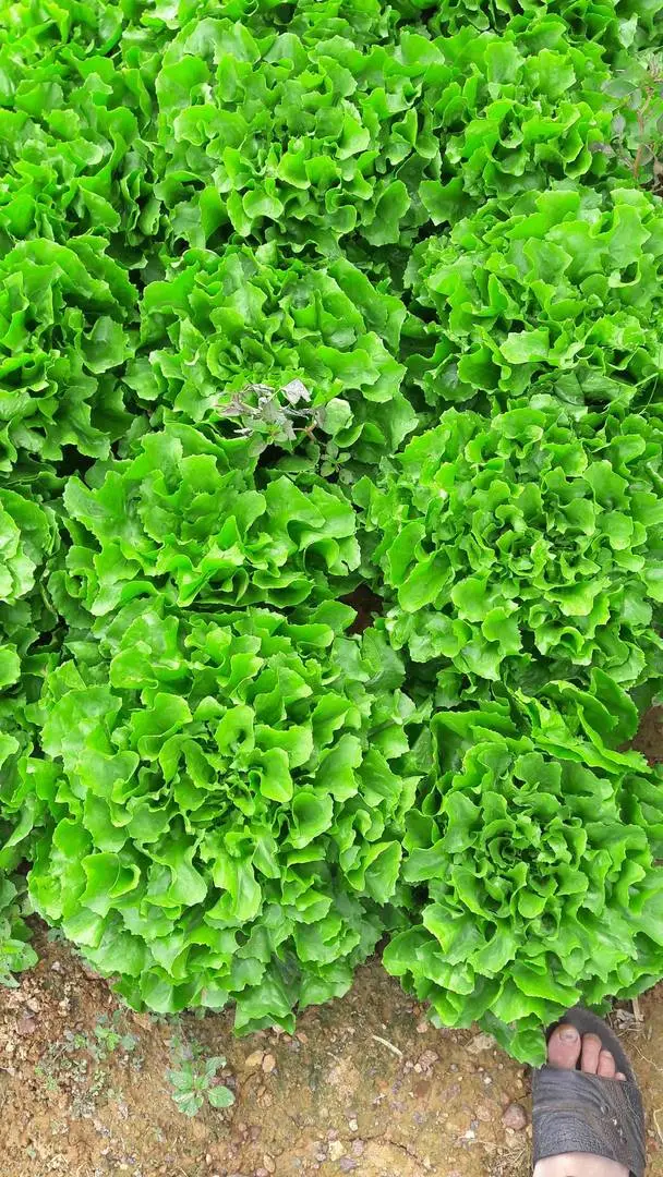 Cần tìm thương lái lấy hàng xà lách carol