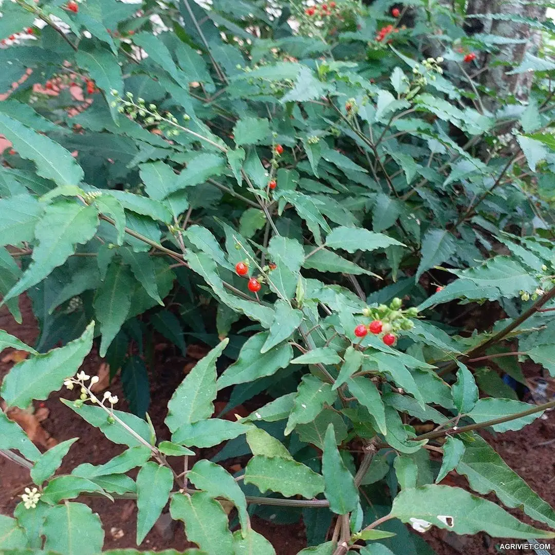 Phải cây thuốc, xin giúp cái tên