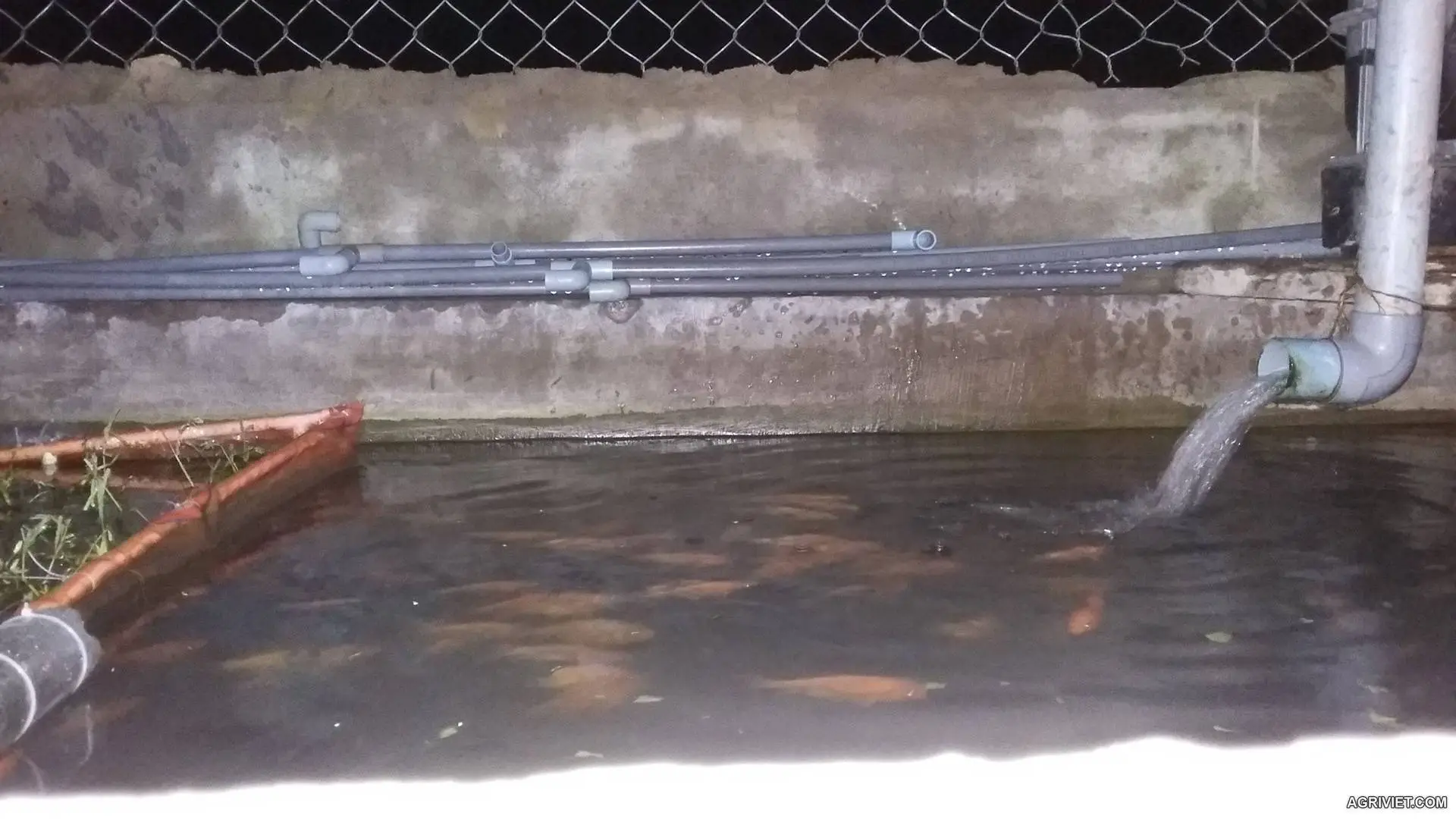 Bể nổi nuôi cá chép.