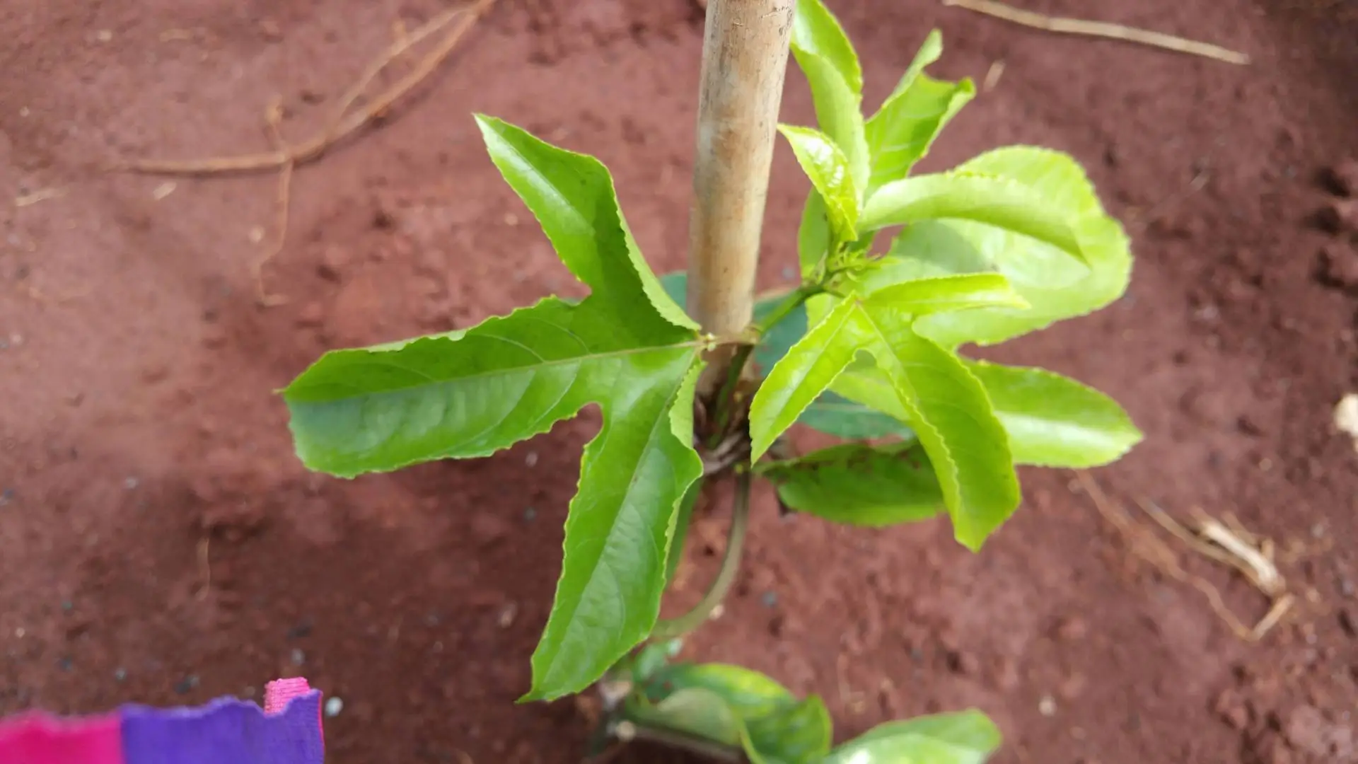 bệnh chanh dây, mọi người giúp e với...