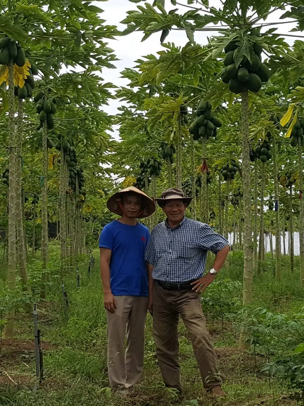 Xem vườn đu đủ 3 năm tuổi của haclong mà học hỏi