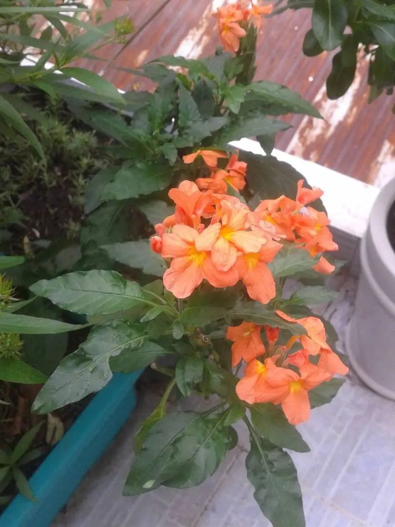 [Hỏi đáp] Đây là giống hoa gì ?