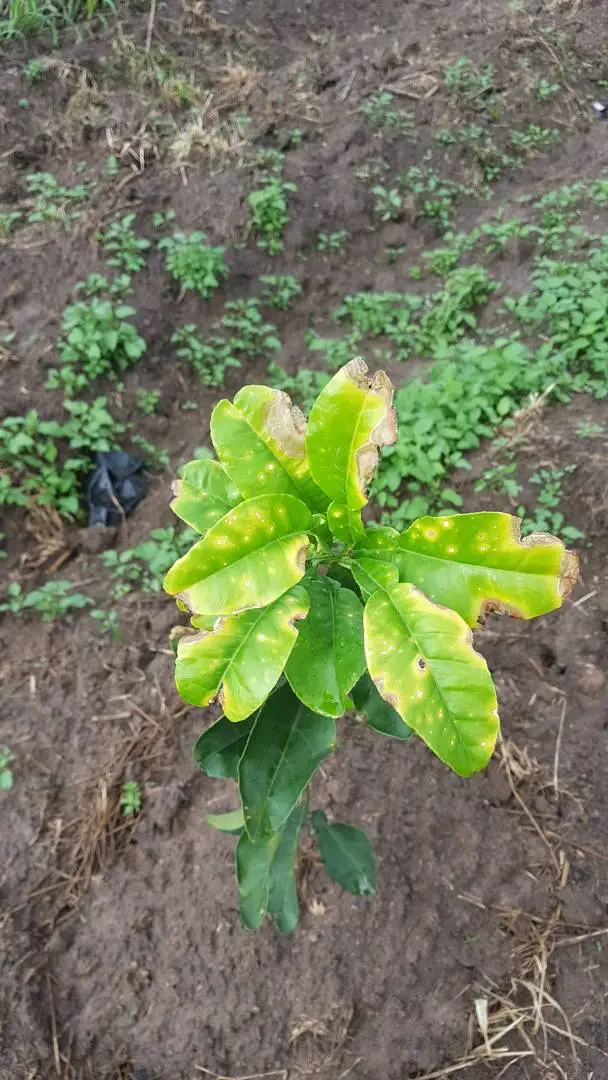 Cần tư vấn về bệnh bưởi