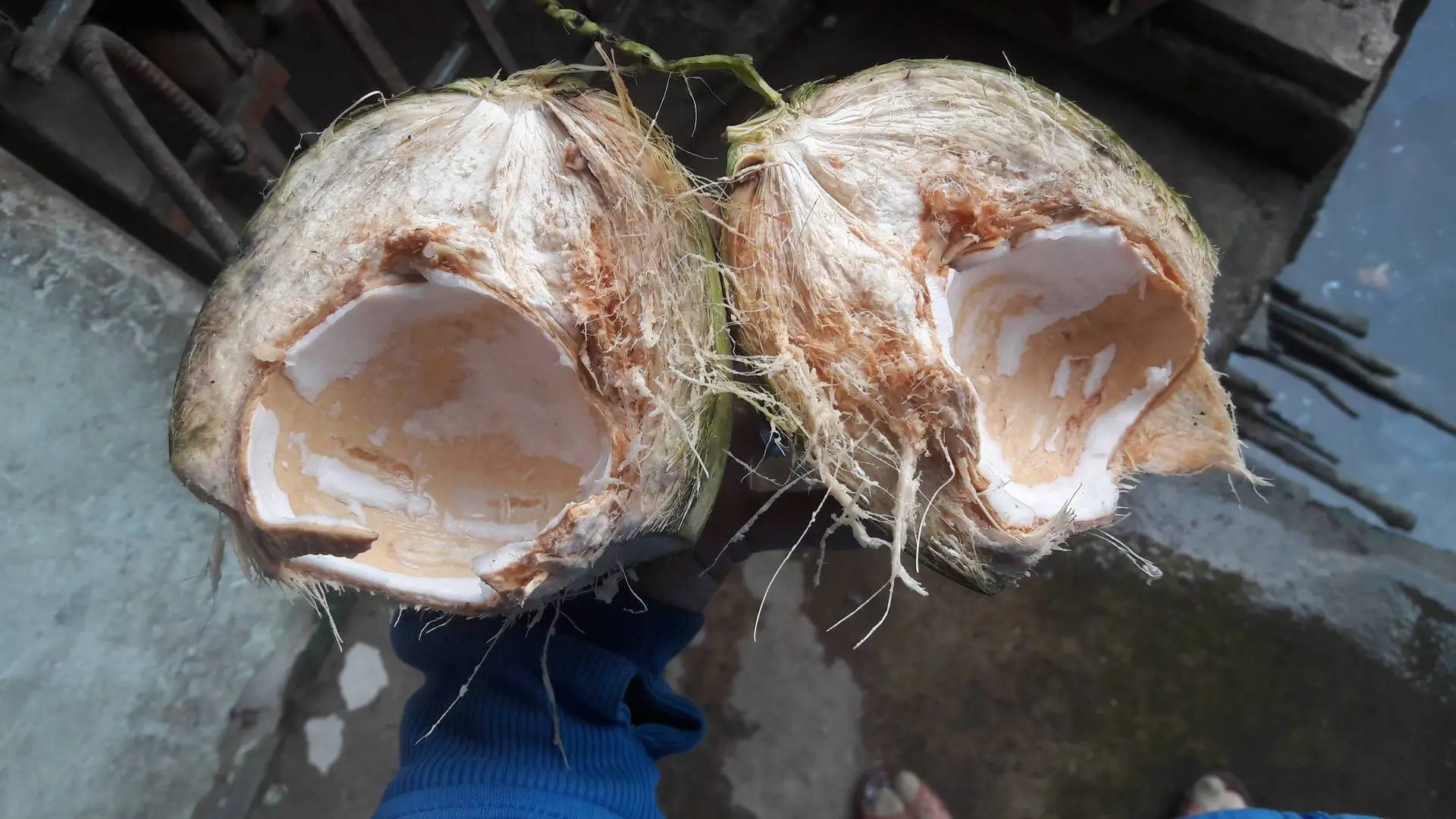 Cây dừa gáo bé có phải do giống ? (đặc biệt giống xiêm lùn)