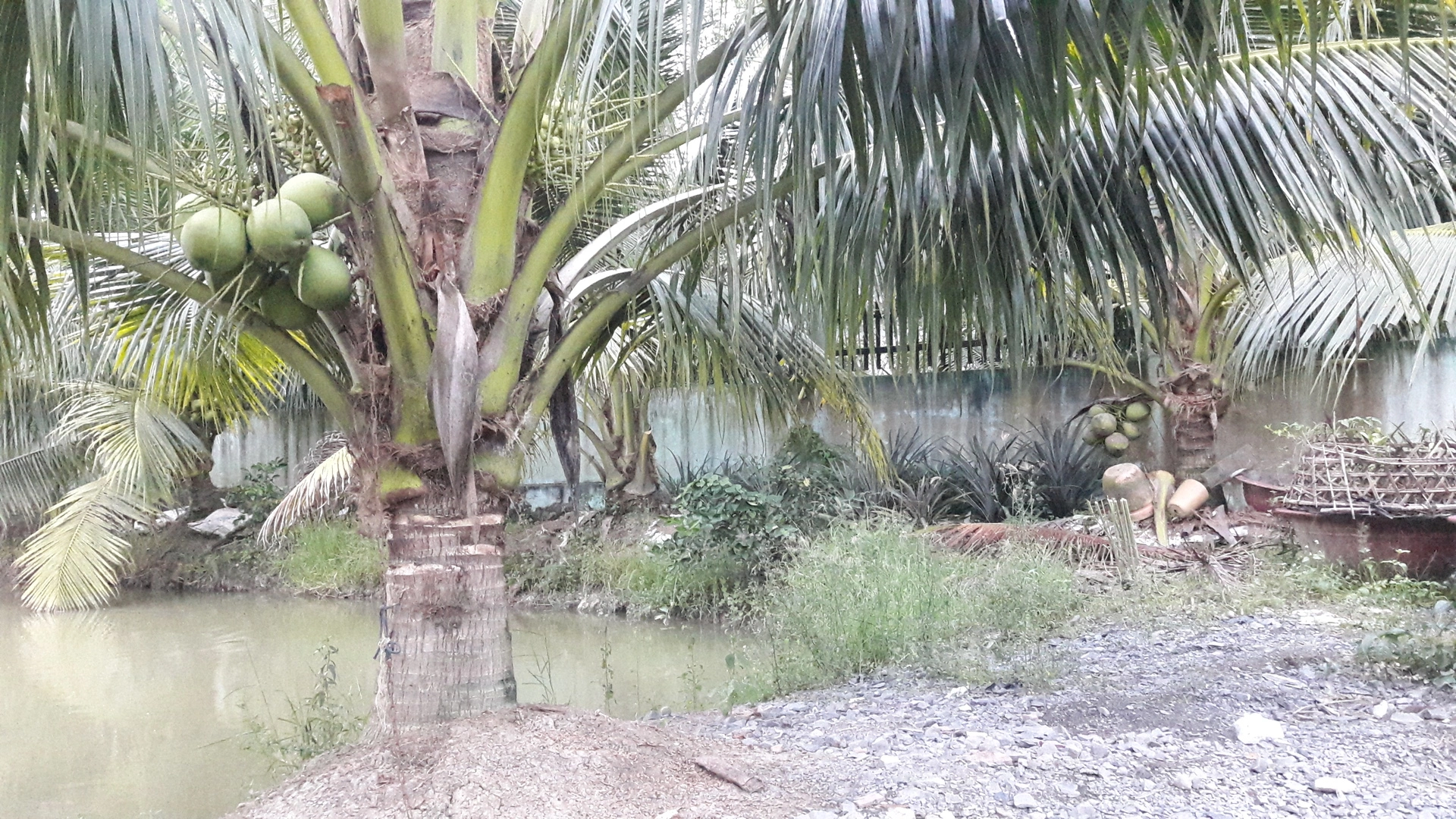 Hỏi về hệ thống tưới cho cây dừa