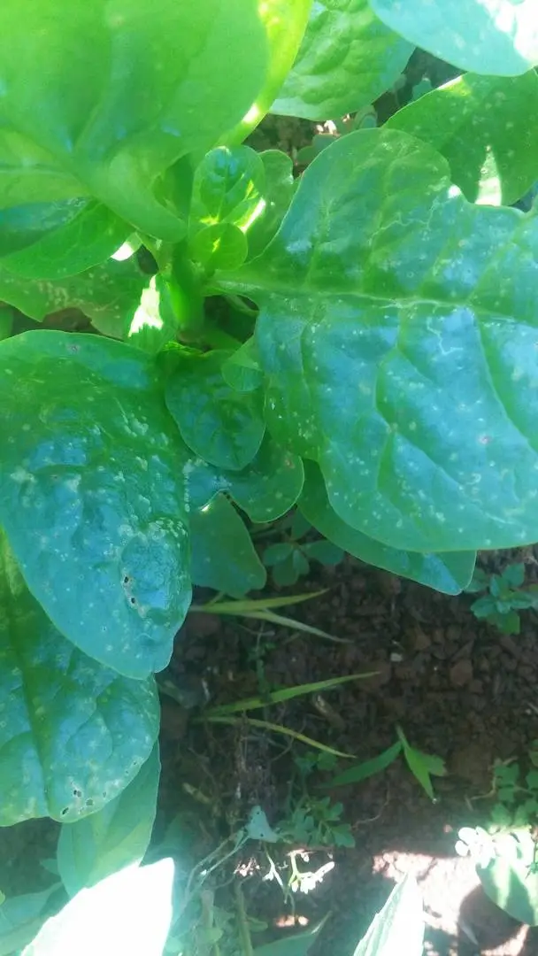 Bệnh trên cây mồng tơi