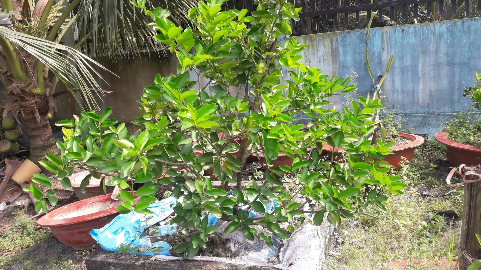 Vì sao cây chanh không ra hoa