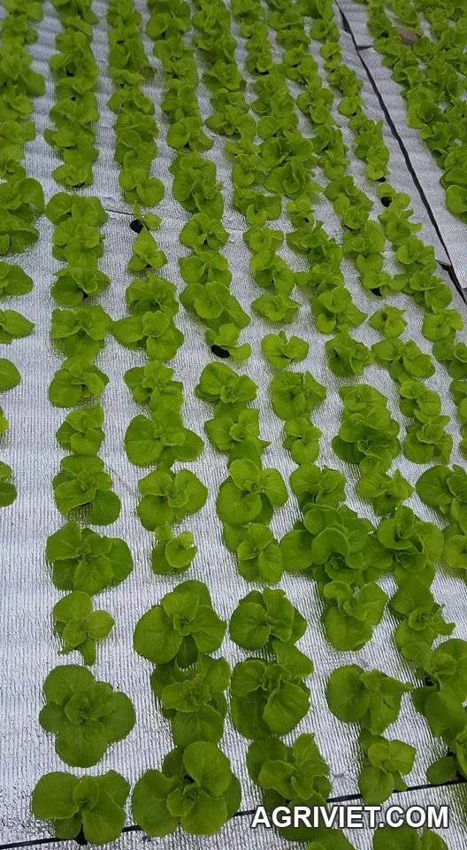 Trồng thủy canh bán ra chợ không có lãi !!