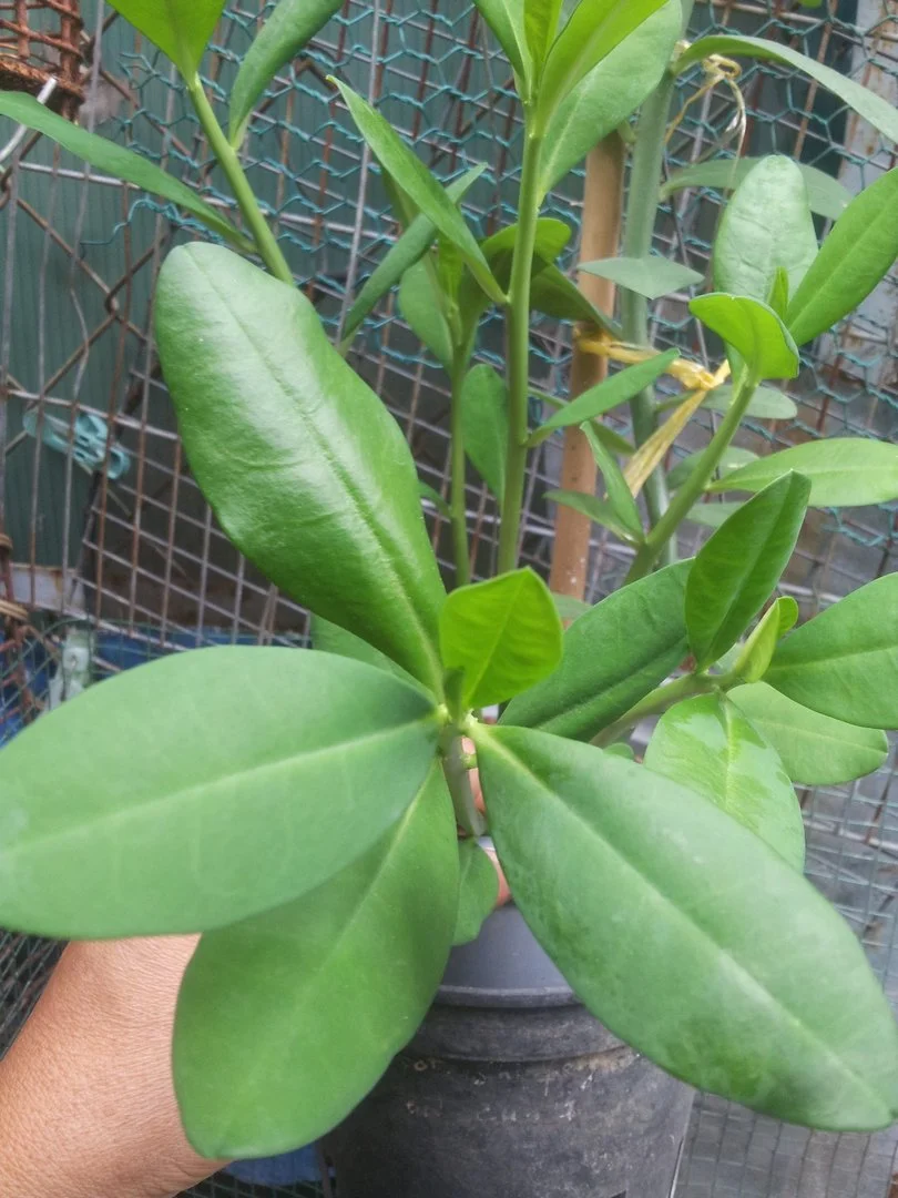 2018-06-05 11.50.47.webp