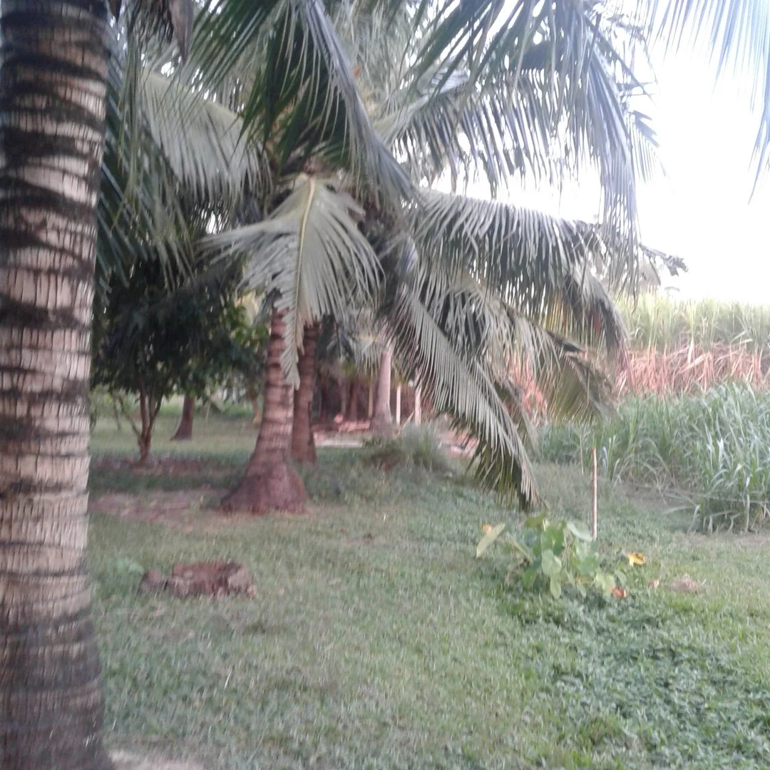 Giải pháp cho 10 nghìn m2 đất, 12 hecta cao su 10 năm