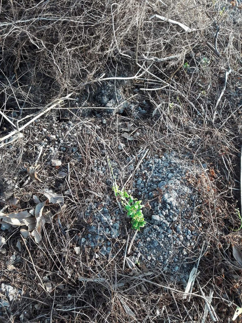 Diệt cỏ thòng bong