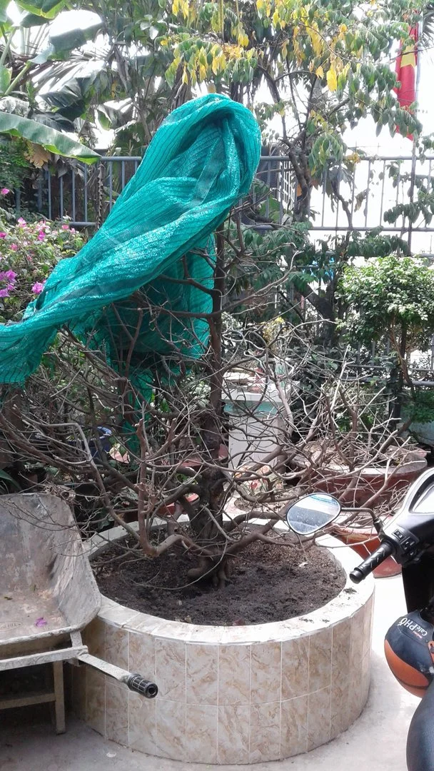 xin cách xử lý mai trồng 1 tháng rồi nhưng không ra lá