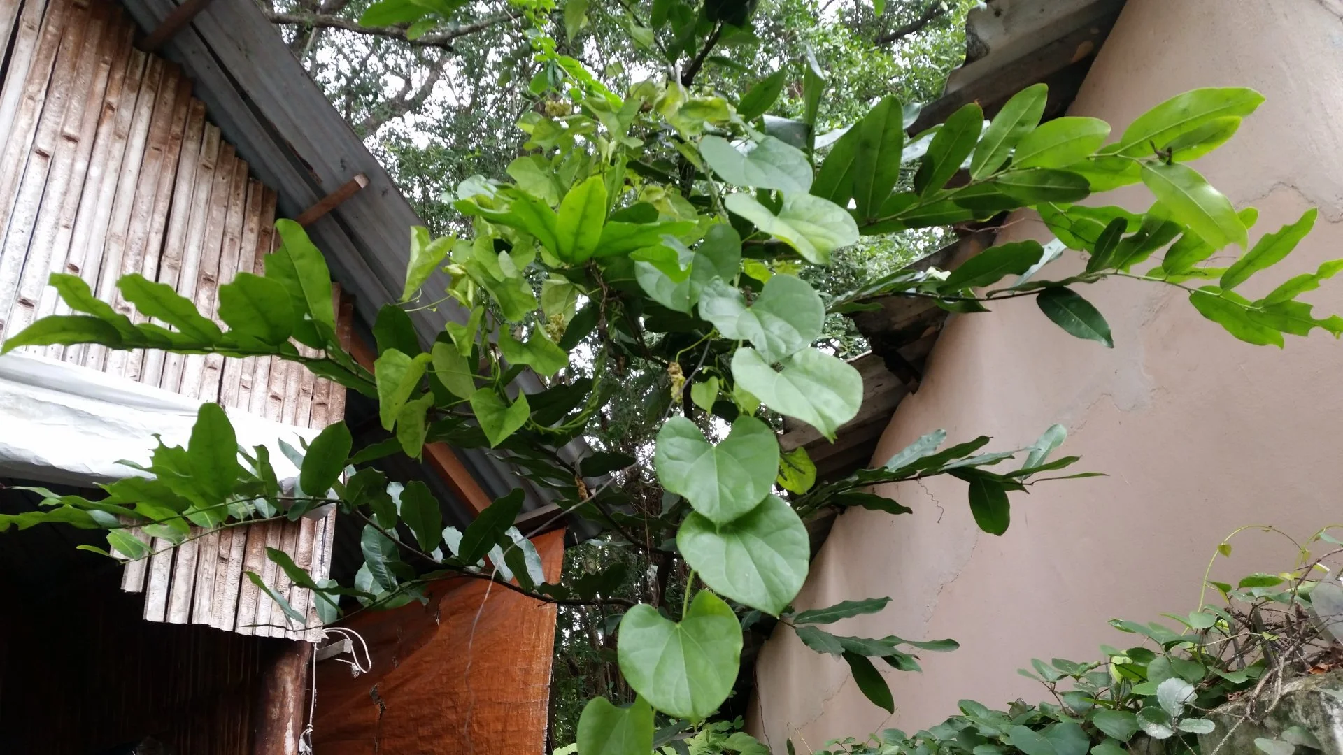 Nho rừng ?( dây Giác )