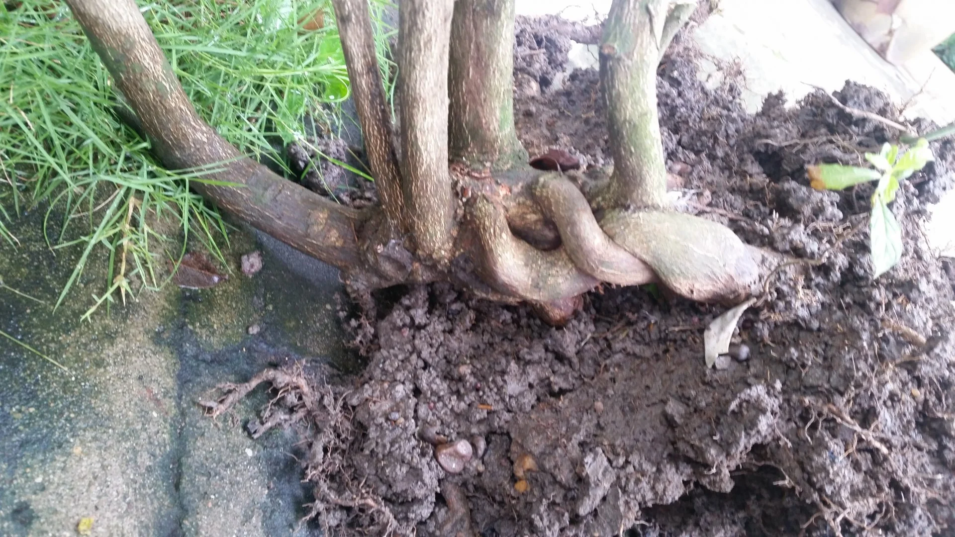 Xa nhà gần 10 năm về mới thấy?