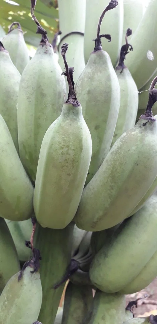 Chuối bị nám quả, xấu mã