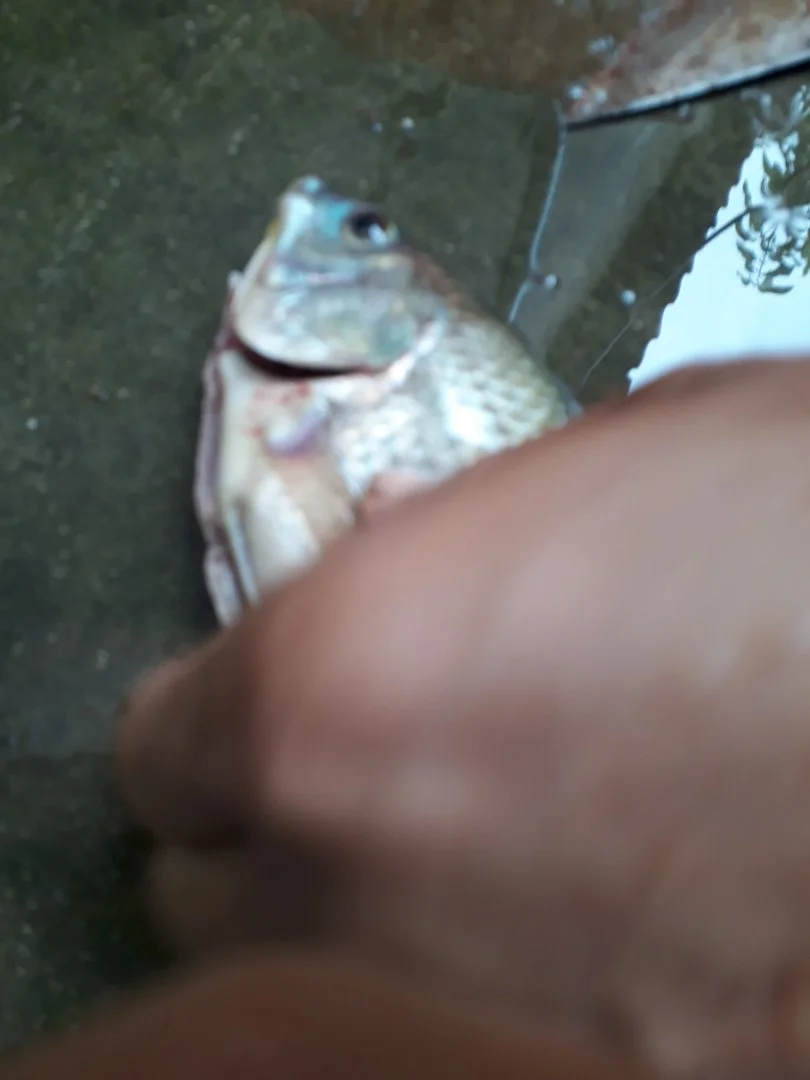 Bệnh gan sưng có mủ ở cá rô phi đường nghiệp chữa như thế nào?