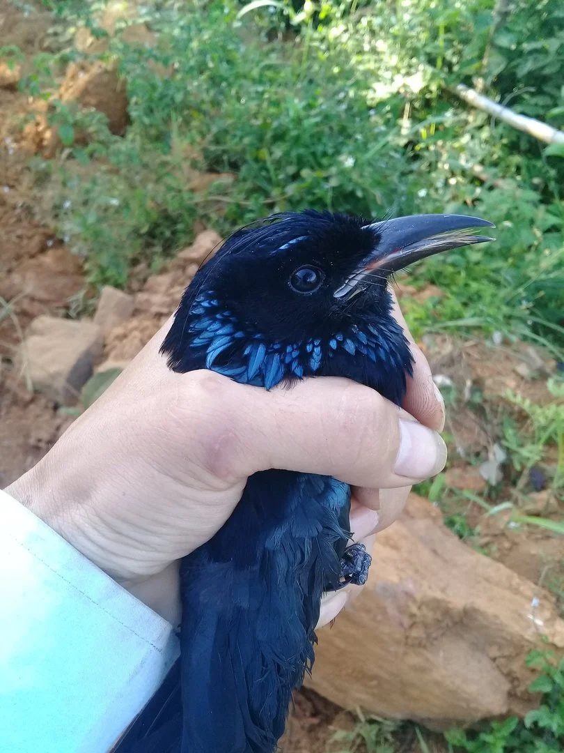 con chim nay la chim gi co nuoi duoc khong