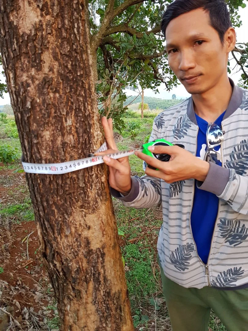 Mua cây giáng hương ở đâu ?