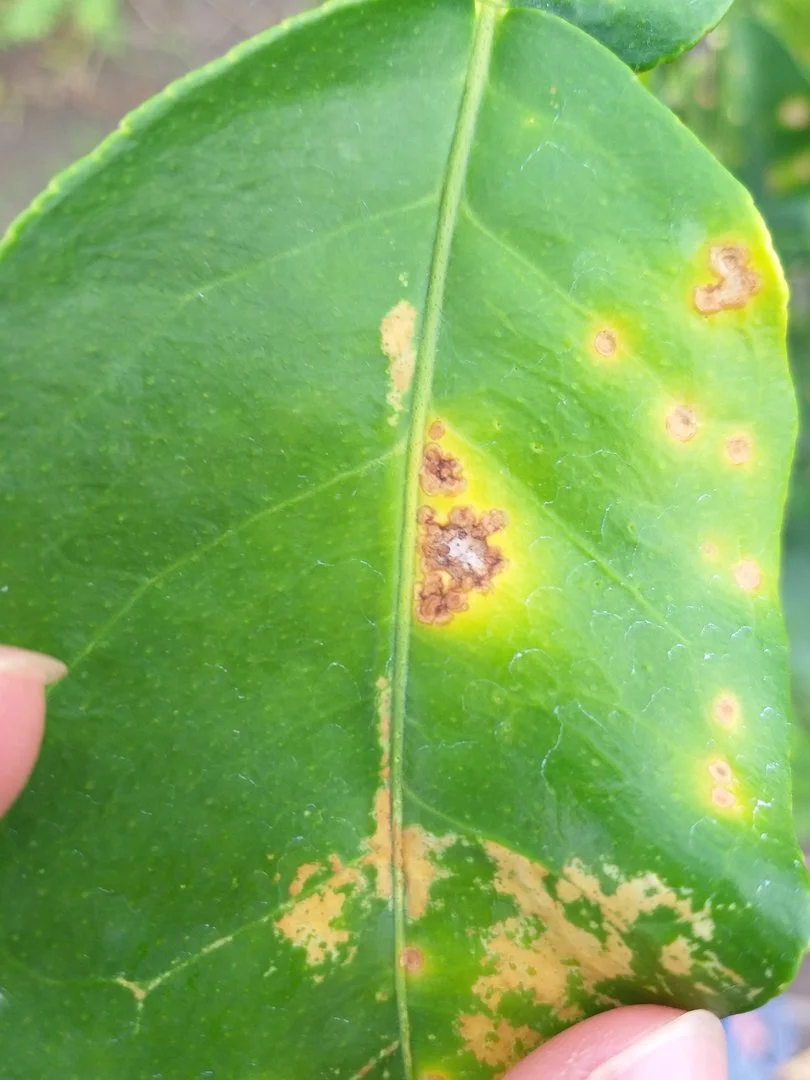 Cây bưởi da xanh 5 tháng tuổi bị nhiều bệnh