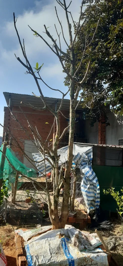 Nhờ ae tư vấn giùm e 2 cây mai mới bứng h50 và 40