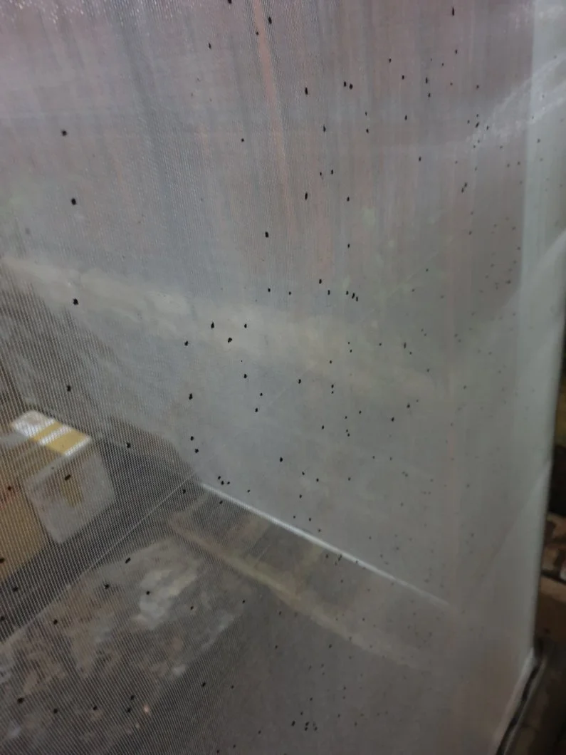 Đốm đen gây hại cho rau ?