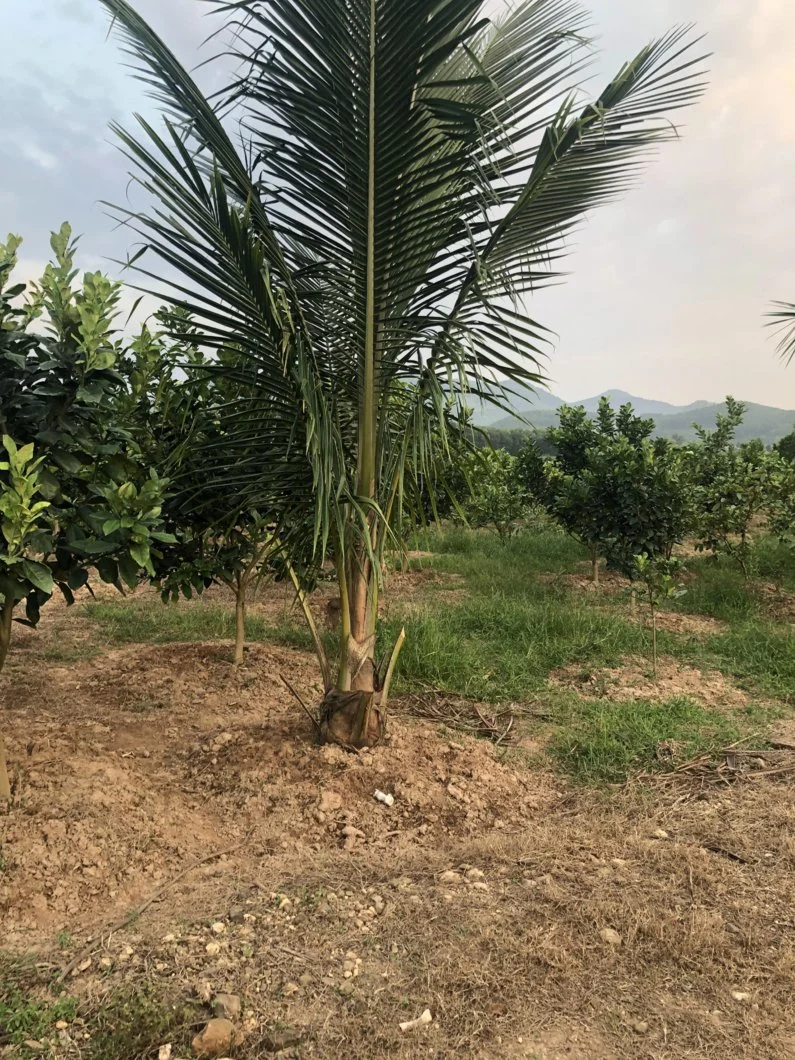 Kĩ thuật trồng Dừa Xiêm Lùn